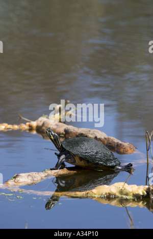 Palude turtle basking in sun in Okefenokee Swamp Foto Stock