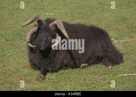 Multi cornuto pecore delle Ebridi ram Cotswold Farm Park Tempio Guiting GLOUCESTERSHIRE REGNO UNITO Foto Stock