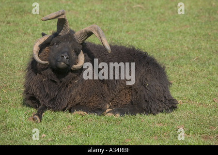 Multi cornuto pecore delle Ebridi ram Cotswold Farm Park Tempio Guiting GLOUCESTERSHIRE REGNO UNITO Foto Stock