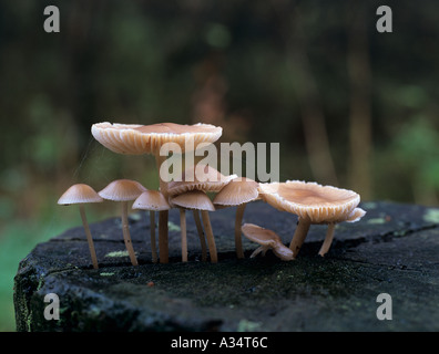 Cofano fungo Mycena Mycena galericulata cresce su un palo di legno. Fungo comune trovato su legno di latifoglie. Foto Stock