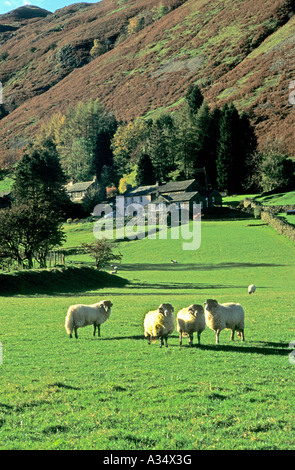Lakeland Sheep in Patterdale vicino a Ullswater Lake District inglese Cumbria Inghilterra UK UE Foto Stock