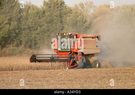 La raccolta di semi di soia con una mietitrebbia in un campo polveroso Foto Stock