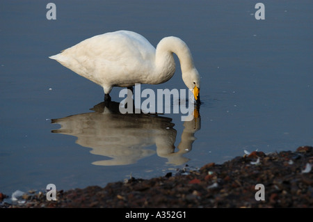 Whooper Swan Cygnus cygnus bere Martin mera REGNO UNITO Foto Stock