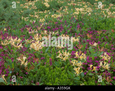 Caprifoglio (Lonicera periclymenum) e della campana di erica (Erica Cinerea); Penrhyn Mawr, Holyhead, Anglesey, Galles del Nord, Regno Unito. Foto Stock