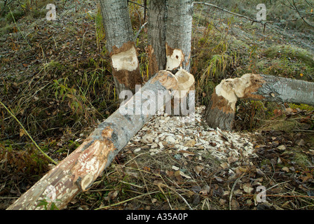 Alberi caduti da un castoro a Woodstock, New Brunswick, Canada. Foto Stock