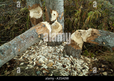 Alberi caduti da un castoro a Woodstock, New Brunswick, Canada. Foto Stock