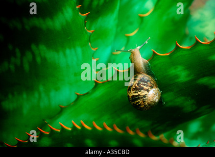 Giardino lumaca sulla foglia di Agave Foto Stock