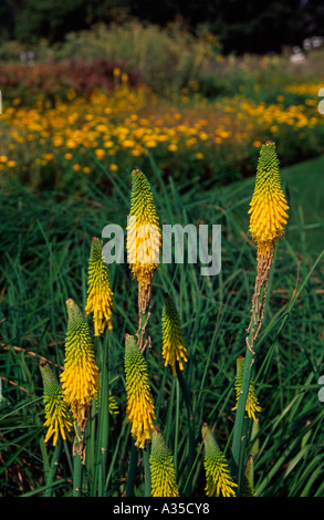 Fioritura giallo Red Hot Pokers - Kniphofia - Surrey, Inghilterra, Regno Unito Foto Stock