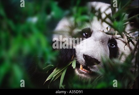 Panda gigante di mangiare il bambù Cina Sichuan Foto Stock