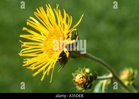 Pianta medicinale enula Inula helenium Foto Stock