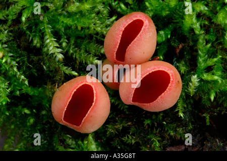 Scarlet Elfcup fungo Lee Valley Park Gennaio 2007 Foto Stock