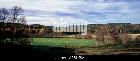 Abbassare Glen Muick, Ballater. Aberdeenshire in Scozia. GPAN 0056 Foto Stock