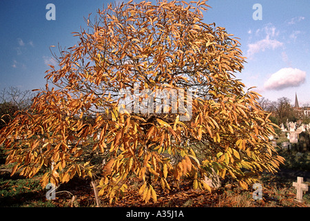 A tree in West Brompton Cemetery in London in Autumn. Foto Stock