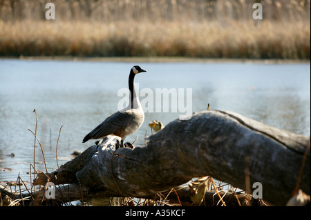 Oca canadese in piedi su un registro in corrispondenza del bordo di uno stagno a Fontenelle Forest Bellevue, Nebraska Foto Stock