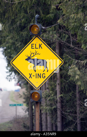 Elk crossi9ng autostrada segno Foto Stock
