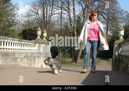 Una giovane donna cammina il suo pedigree in miniatura CUCCIOLO SCHNAUZER nei motivi del Chiswick House nella zona ovest di Londra. Foto Stock