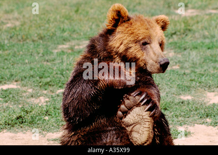 Kodiak Bear aka Alaskan Orso grizzly e Alaska l'orso bruno (Ursus arctos middendorffi) giocando - North American animali selvatici Foto Stock