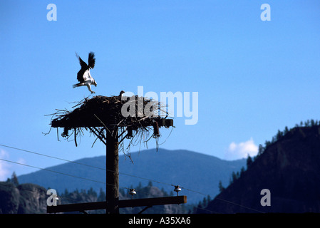 Falco pescatore (Pandion haliaetus) a nido costruito sulla parte superiore del palo - Okanagan, BC, British Columbia, Canada - North American uccelli / Bird Foto Stock