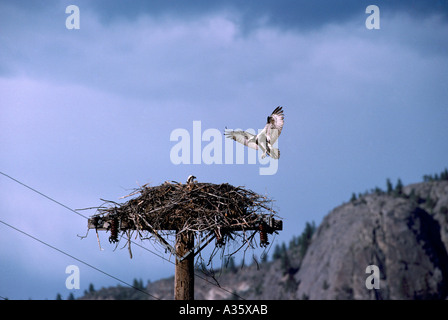 Falco pescatore (Pandion haliaetus) a nido costruito sulla parte superiore del palo - Okanagan, BC, British Columbia, Canada - North American uccelli / Bird Foto Stock