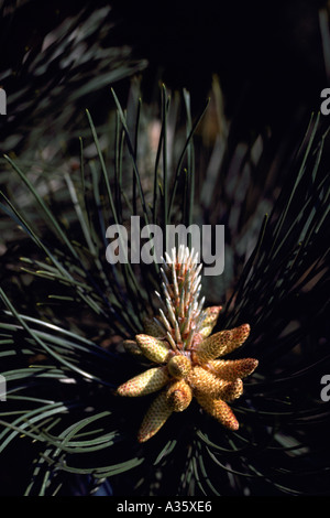 Coni di polline e gli aghi su un Lodgepole pino (Pinus contorta latifolia), British Columbia, Canada Foto Stock