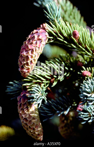 Seme di rocche su Sitka Spruce Tree (Picea sitchensis), BC, British Columbia, Canada Foto Stock