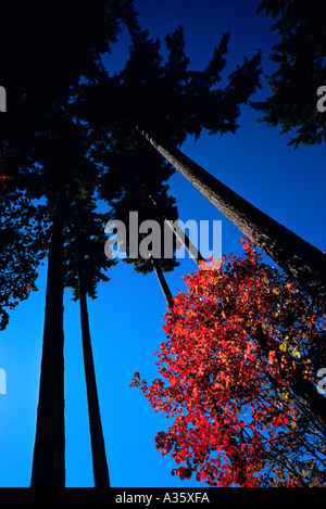 Autunno / colori autunnali e di conifere Tronchi di alberi, BC, British Columbia, Canada Foto Stock