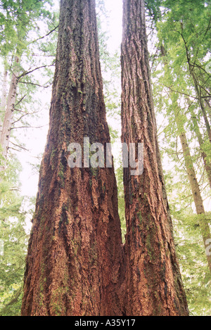 Douglas Fir Trees (Pseudotsuga menziesii) crescere nella foresta pluviale di antica formazione, Isola di Vancouver, British Columbia, Canada Foto Stock