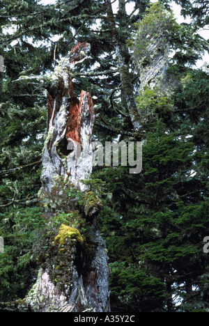 Decadendo tronco di albero in una foresta di conifere della Columbia britannica in Canada Foto Stock