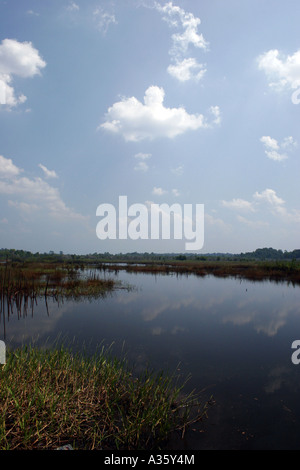 Bera Tasek lago d'acqua dolce in Malesia peninsulare Foto Stock