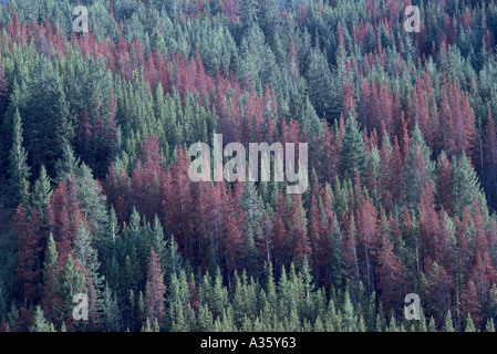 Morendo lodgepole pine trees (Pinus contorta) nella foresta infestata da Mountain Pine Beetle infestazione, BC, British Columbia, Canada Foto Stock