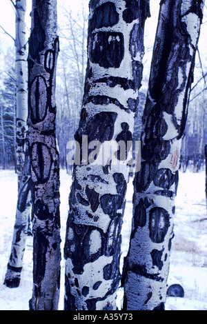 Segni di morsi su tremore Aspen (Populus tremuloides) Tronchi di albero della Columbia britannica in Canada - Prove di Elk mangiare corteccia per alimenti Foto Stock