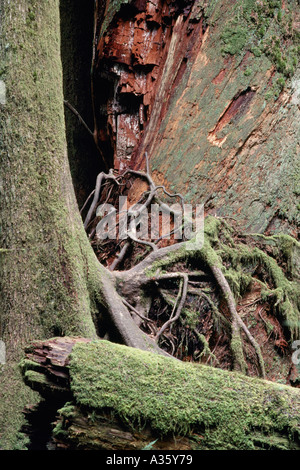 Esposti radici di albero che cresce su un decomponendo il tronco di albero in British Columbia Canada Foto Stock