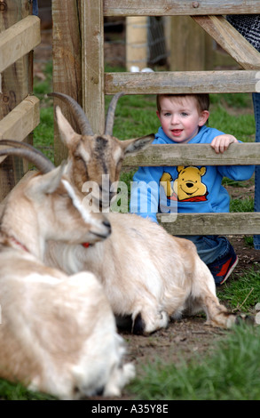 Un giovane ragazzo guardando le capre attraverso una recinzione Foto Stock