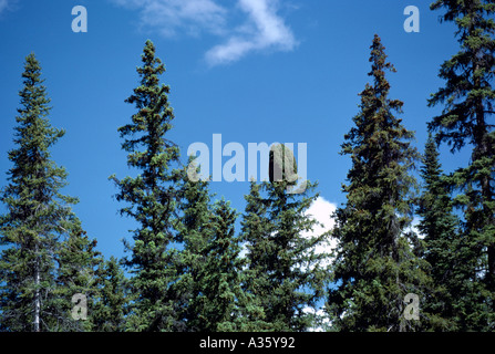 Abeti in un West Coast foresta, British Columbia, Canada - crescita anomala nella parte superiore della struttura ad albero Foto Stock