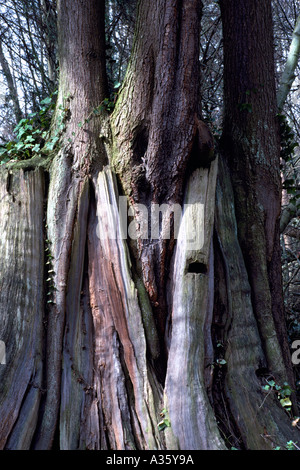 Assistenza infermieristica alberi che crescono al di fuori di un cedro decomposto ceppo di albero in British Columbia Canada Foto Stock