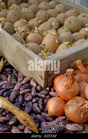 Runner Bean tuberi seme di patate e scalogno sementi Foto Stock
