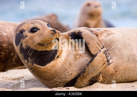 Le guarnizioni di tenuta del porto potrete rilassarvi su una spiaggia con una guarnizione di tenuta attraversando la sua pinne davanti al suo petto. Foto Stock