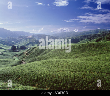 Una piantagione di tè in Cameron Highlands Malaysia Foto Stock