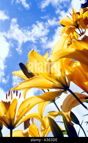 Giallo Giglio asiatico Foto Stock