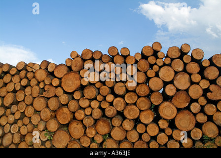 Pila di tronchi di legno in una foresta Foto Stock