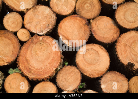 Pila di tronchi di legno Foto Stock