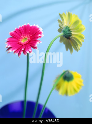 Gerber Daisy Fiori Foto Stock