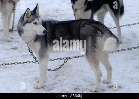 Prendendo una pausa tra gli eventi presso il Siberian Husky Club di GB Aviemore annuale di Sled Dog Rally. 4532-428 XMM Foto Stock