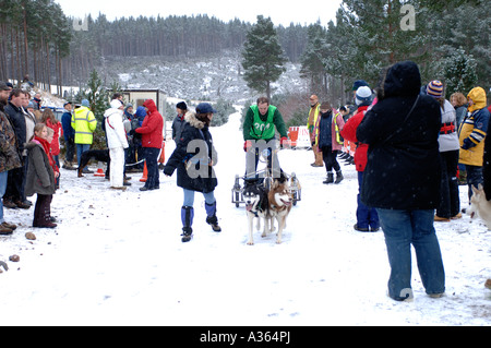 I partecipanti agli eventi in Aviemore Siberian Husky Club Rally concorrenza a Glenmore. 4538-428 XMM Foto Stock