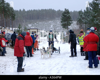 I partecipanti agli eventi in Aviemore Siberian Husky Club Rally concorrenza a Glenmore. 4539-428 XMM Foto Stock