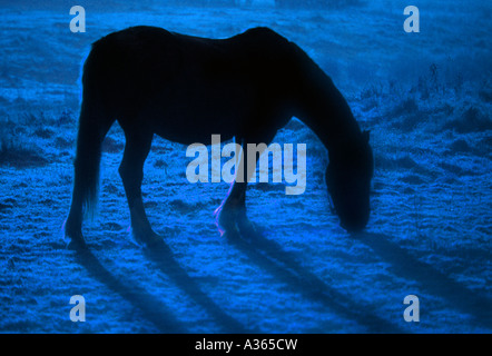 Cavallo al pascolo in un gelo campo coperto. Foto Stock