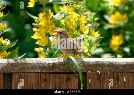 Casa passero PASSER DOMESTICUS capretti ansimando Foto Stock