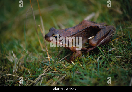 Adulto Rana comune (Rana temporaria). Foto Stock