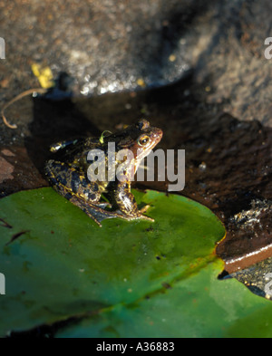 Adulto Rana comune (Rana temporaria) seduto su un giglio pad. Foto Stock