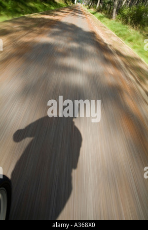 Ombra di un ciclista in sella ad una bicicletta via attraverso la foresta di Landes in Francia Aquitania Foto Stock